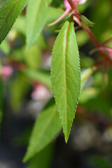 Garden balsam leaves