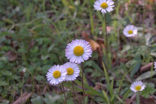 Margherite in fiore nel sottobosco