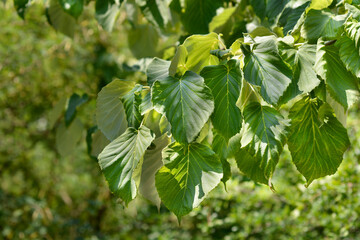 Handkerchief tree leaves