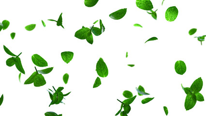 Refreshing mint leaves flying overlay © S_Designs
