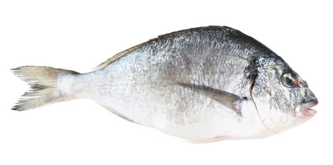 One raw gilthead fish isolated on white. Sea food