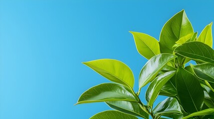 Obraz premium Stunning digital backdrop featuring a lush arrangement of verdant green leaves contrasted against a bright beautiful blue sky This tranquil natural scene evokes a sense of freshness and liveliness