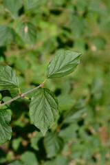 Littleleaf lilac leaves