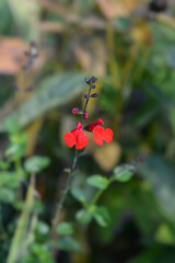 Sage Royal Bumble flowers
