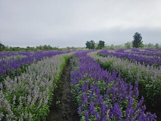 lavender field region