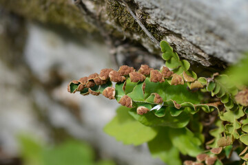 Rustyback fern leaves