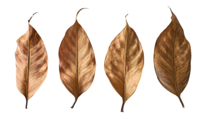 Four Dried Leaves Isolated on transparent  Background, Autumn, Nature, Botany