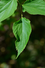 Winged elm leaves