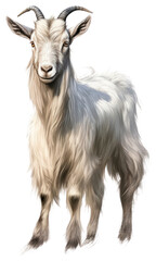 Fototapeta premium PNG Goat livestock mammal animal.