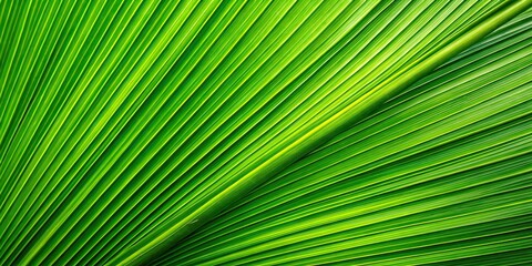Fototapeta premium Striped palm leaf texture background at eye level