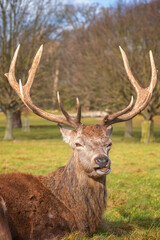 A humorous portrait of red deer in Richmond Park, London, UK