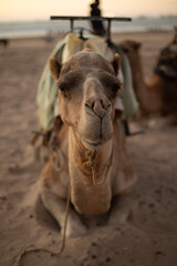 Camel smiling © Natalia