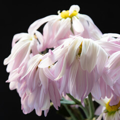 A bouquet of fading chrysanthemum flowers with drooping petals.