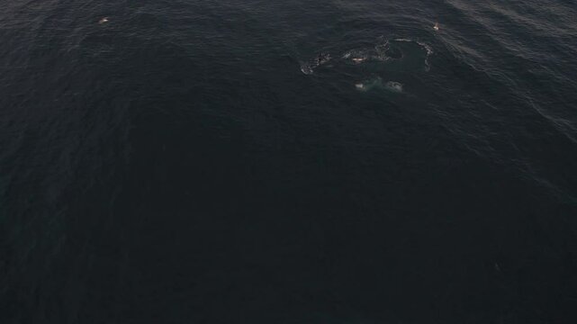Orcas, also know as Killer Whales, in icelandic waters. Fishing boats near the whales. Northern Gannets flying around and diving into the sea. Filmed with a Drone in Iceland.