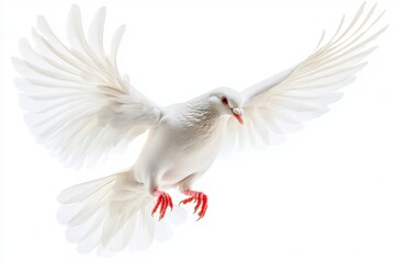 Fototapeta premium A white dove with spread wings is captured mid-flight, with its wings extended and soft feathers