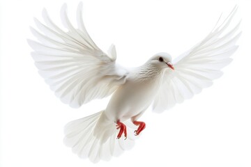 A white dove with spread wings is captured mid-flight, with its wings extended and soft feathers