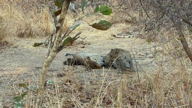 Female leopard (Panthera pardus) tempts a male to mate in South Luangwa National Park. Zambia.