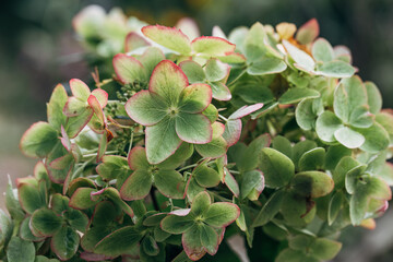 Beautiful flower of the paniculate hydrangea Metallica