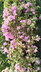 Obraz premium Bougainvillea is a flowering plant with bright colors (purple, red, orange, pink, white) that are often mistaken for flowers. It grows as a shrub or vine, suitable for tropical climates.