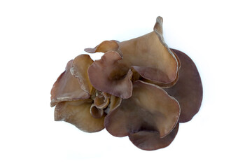 Fototapeta premium Group of fresh Wood-ear, tree ear, wood jellyfish or tree jelly fish mushroom isolated on white background closed up; black mushroom