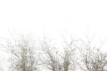 Dried tree branches isolated 