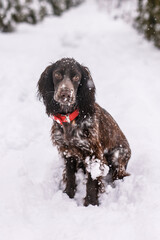 Russian spaniel dog walking outside in winter, playing with me, coming into snowdrifts. The benefits of active walks for hunting dogs