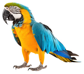 Obraz premium PNG Animal parrot yellow macaw.