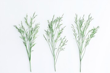 Naklejka premium Three small clumps of tall, wild grass stand isolated against a white background
