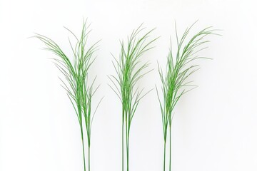 Naklejka premium Three small clumps of tall, wild grass stand isolated against a white background