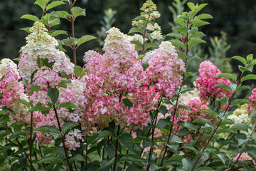 Hydrangea paniculata sort Fraise Melba hydrangea with pink flowers blooms in the garden in summer