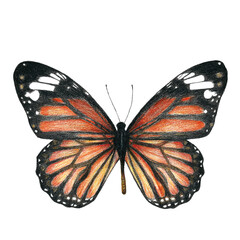 Monarch Butterfiy colored pencil on white isolated background