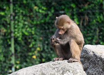 A barbary macaque on a rock