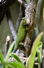 A green spiny lizard on a tree
