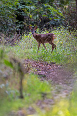 Reh im Wald