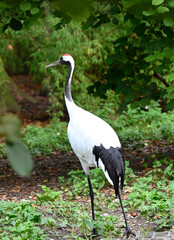 Fototapeta premium Image of a red crowned crane