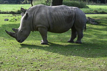 An african rhinoceros