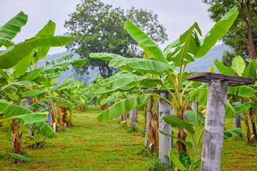 Obraz premium Banana tree growing on field 