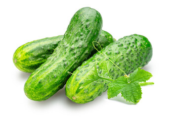 Fresh sweet small cucumbers isolated on white background. Cucumbers that are used to pickling or slicing.