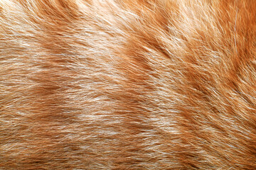 Ginger cat fur texture background.