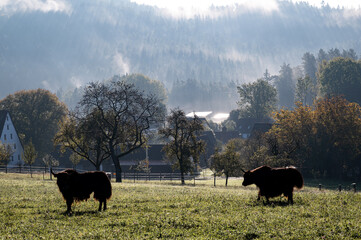 Rinder auf der Weide. Dorfidylle am Morgen. Morgenlicht
