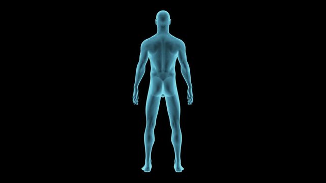 Human male body hologram rotation loop with an alpha channel