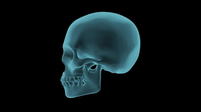 Human skull hologram rotation. loop. with an alpha channel
