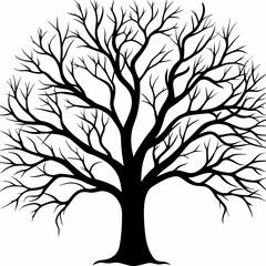 Obraz premium kurrajong-tree-silhouette