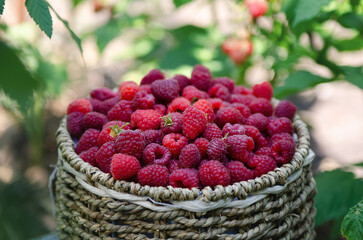 raspberries in a round wicker basket in raspberry bushes