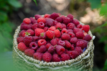 raspberries in a round wicker basket in raspberry bushes