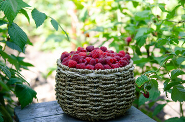 raspberries in a round wicker basket in raspberry bushes