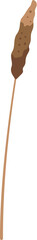 Single brown cattail is growing upwards on a white background