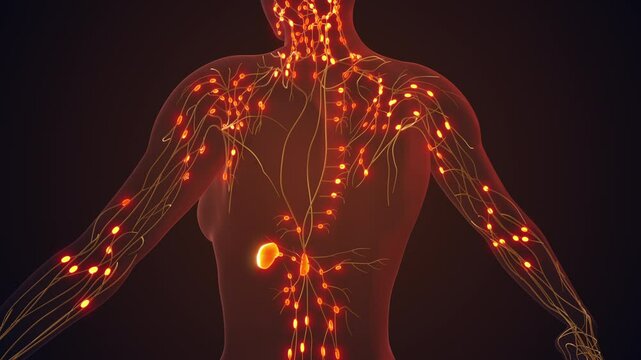 Lymphatic System Managing Nodes and Fluid Circulation