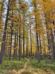 Larch forest in yellow autumn colors