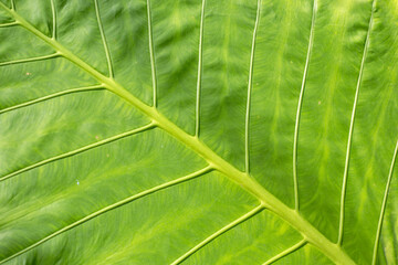 Green background of a large leaf of a tropical plant. Leaf with veins, texture.